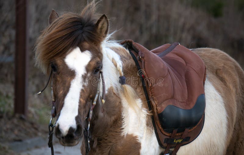 Aegidienberger is a Small Gaited Riding Horse from Germany Stock Image