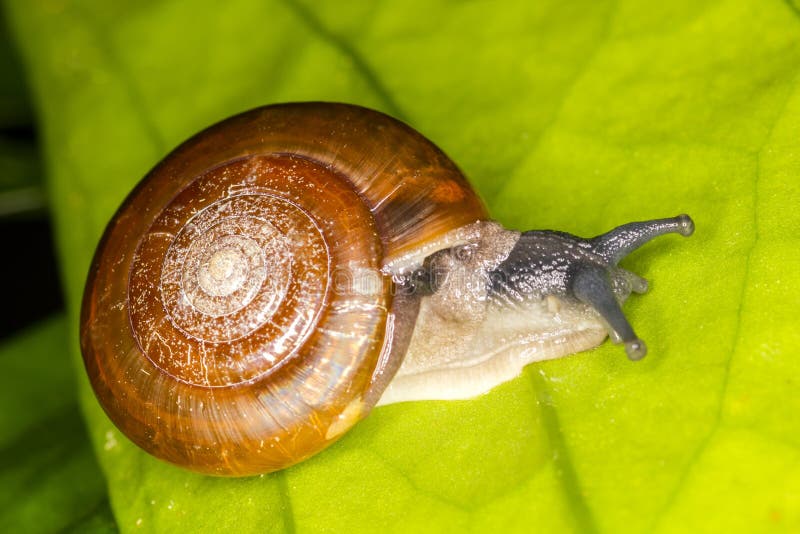 New Species Of Snail Named Aegista diversifamilia. New Species Of Snail Named Aegista diversifamilia