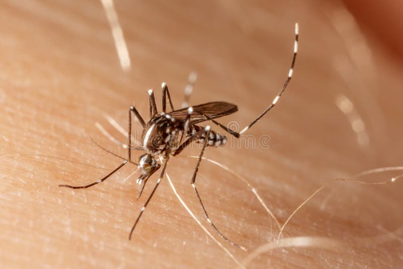 Aegypti do aedes do mosquito da febre da dengue, do zika e do chikungunya imagens de stock royalty free Aegypti do aedes do mosquito da febre da dengue, do zika e do chikungunya imagens de stock royalty free