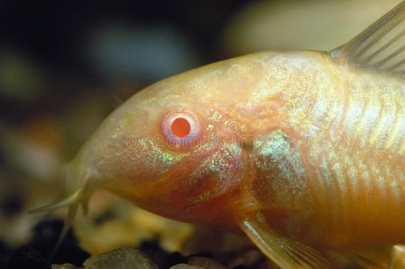 Aeneus Cory Cat stock image. Image of aquatic, corydoras 2246221