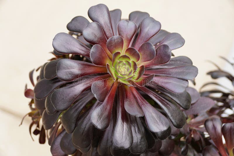 Aeonium arboreum un suculent roșu închis royalty free illustration