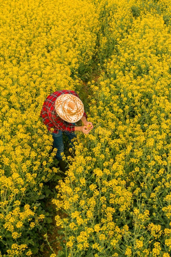 Aereriskt synsätt på jordbrukare som undersöker blomning av rapsfält royaltyfria bilder
