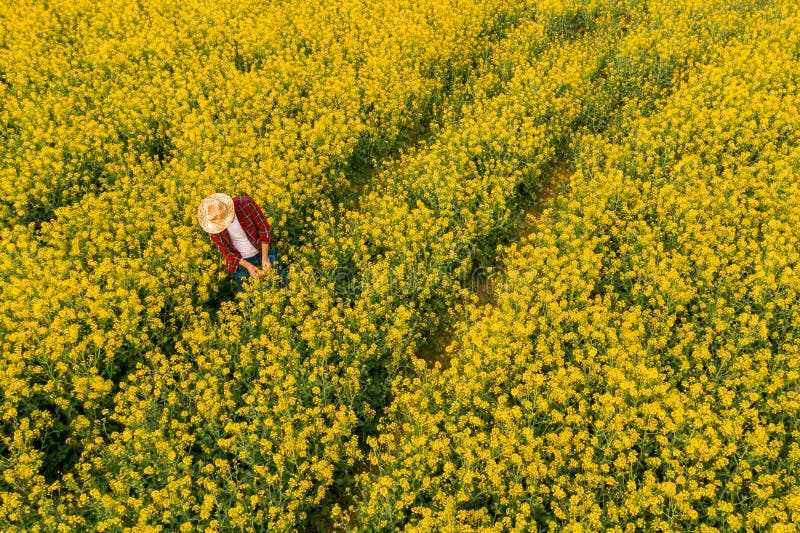 Aereriskt synsätt på jordbrukare som undersöker blomning av rapsfält royaltyfri foto