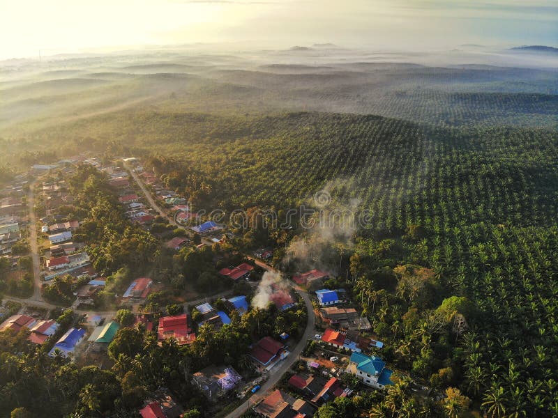 Aereriskt utseende på palmoljeplanteringar. Flygvy över byn för palmoljeplanteringar i malaysia