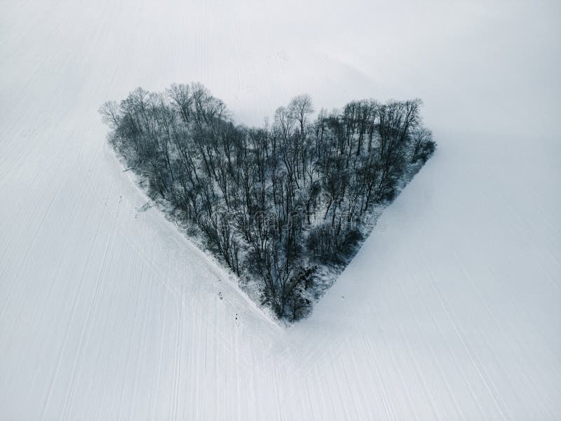 Heart-shaped trees located among snowy winter fields near Wroclaw, Poland - Grove of Love (Zagajnik Milosci) royalty free stock photo