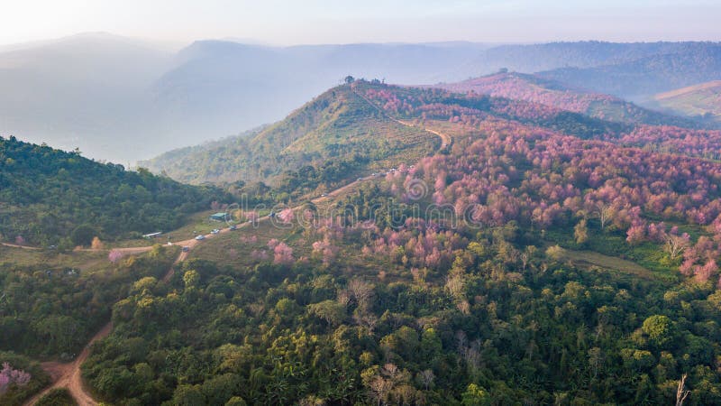Pink sakura Flower or Wild Himalayan Cherry on mountain royalty free stock photos Pink sakura Flower or Wild Himalayan Cherry on mountain royalty free stock photos