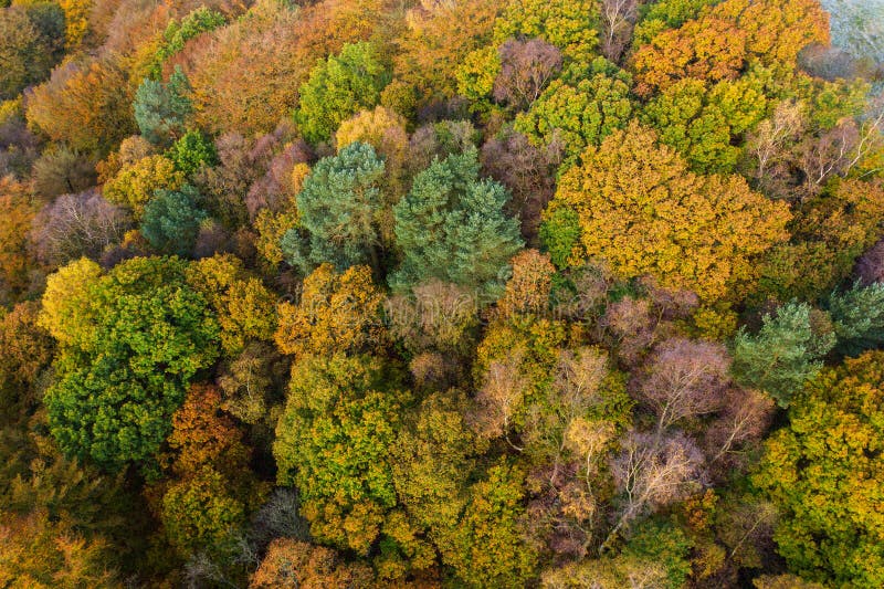 Aerial drone shot of Autumn-able colours from trees turning yellow near Hebden bridge