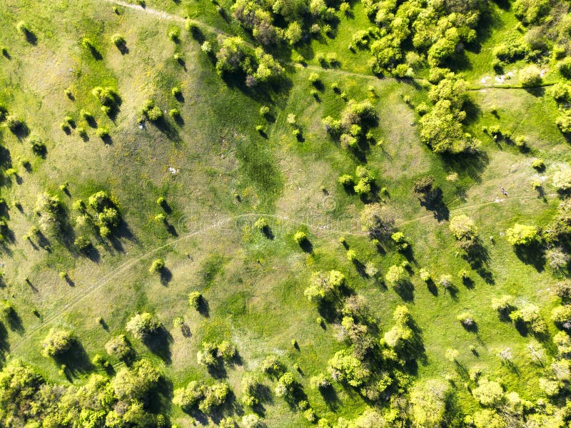 Aerial drone view. Green meadows with trees. Sunny summer day
