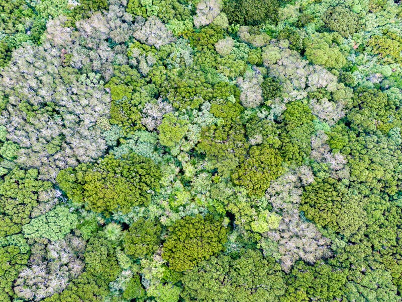 Aerial drone view of a natural, untouched subtropical forest at Erskine Valley between Mount Gower and Mount Lidgbird on Lord Howe