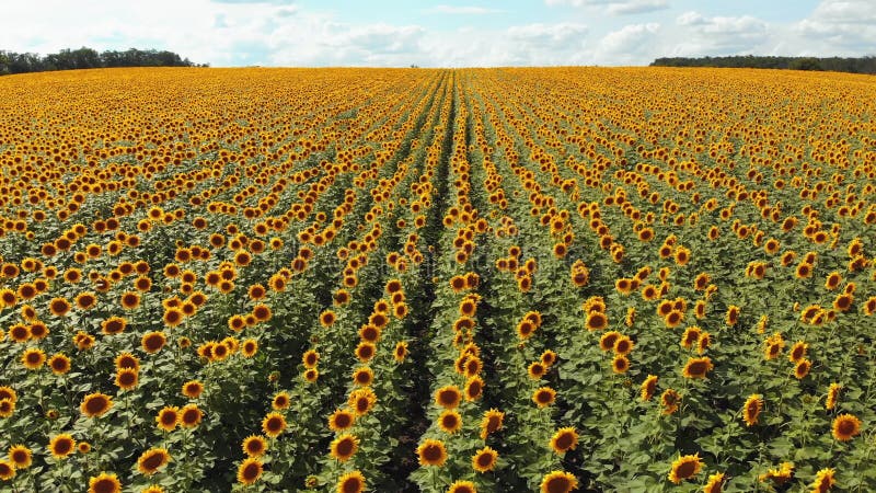 Aerial Drone View Of Sunflowers Field Rows Of Sunflowers On A Hill