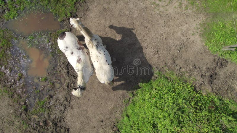 Aerial View of Horses Grazing - Peaceful Pasture Scene