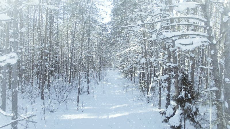 AERIAL Frozen winter forest dense, forest thicket, with nice snowfall and sun 4k uhd