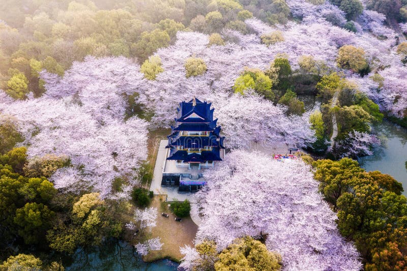 Aerial Landscape Of The Spring Cherry Blossoms In Wuxi Yuantouzhu