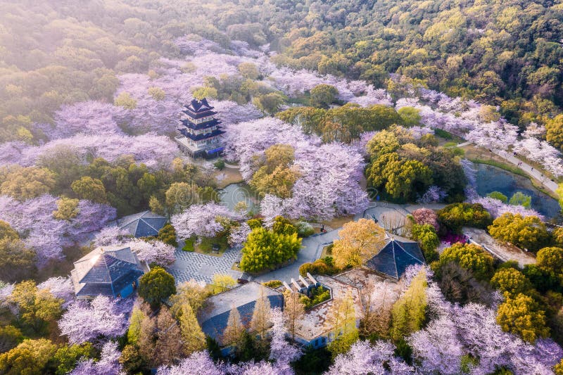 Aerial Landscape Of The Spring Cherry Blossoms In Wuxi Yuantouzhu