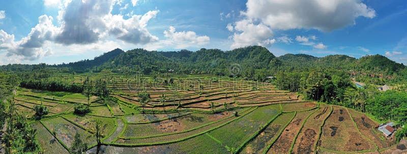 Rice Terraces Bali  Indonesia Stock Photo Image of 