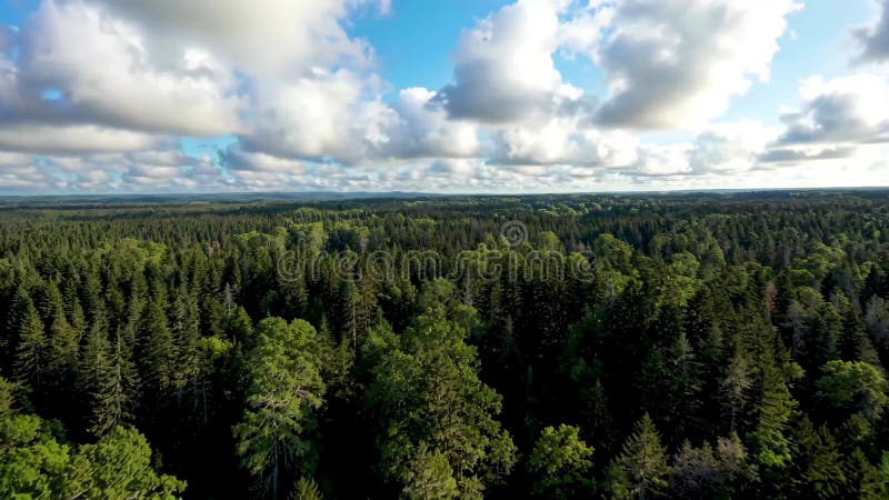 Forest aerial panoramic view material, Generative AI stock illustration