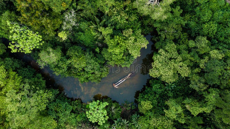 Aerial photo of river in amazon rainforest jungle in Peru
