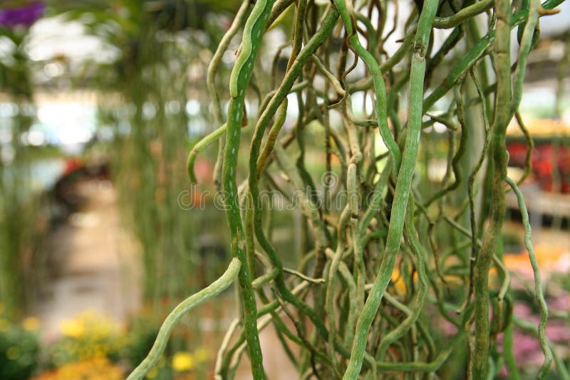 Aerial Roots royalty free stock photo