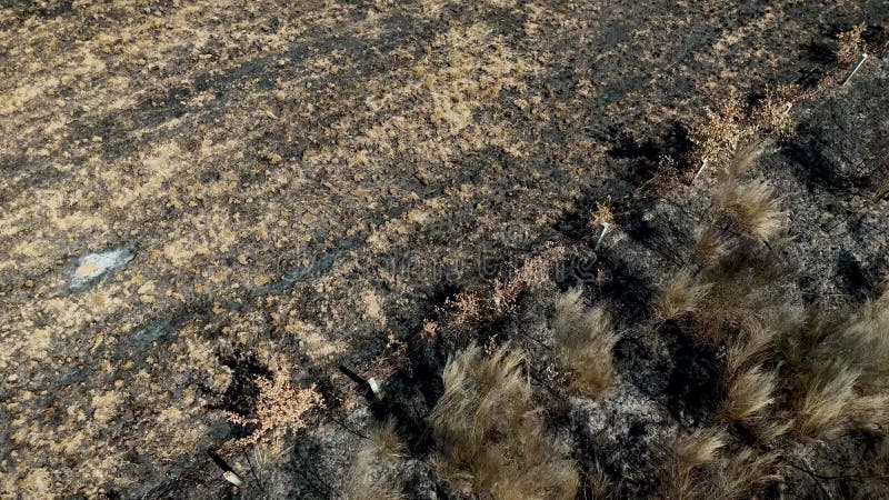 Aerial shot over a burnt area. Drone shot stock footage