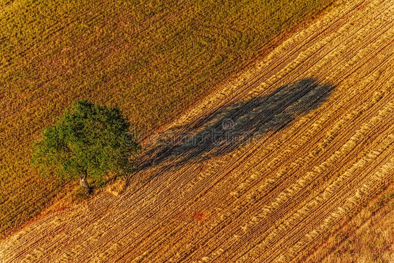 Single tree royalty free stock photography