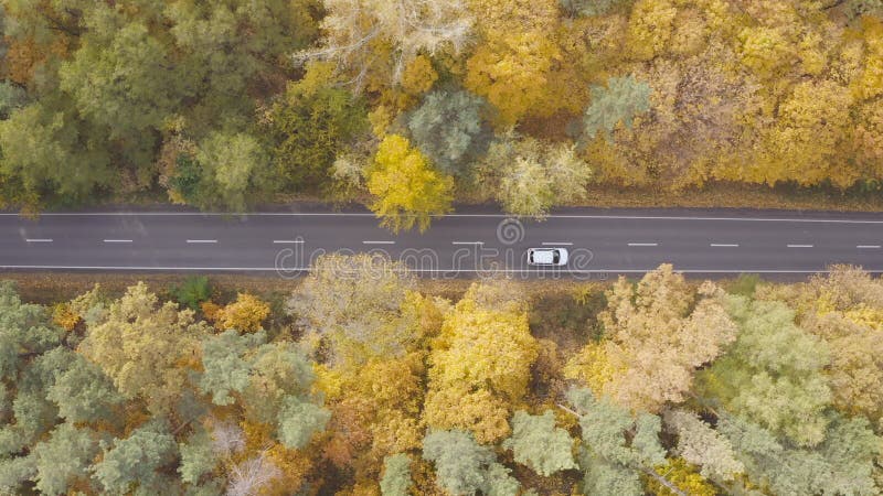 Aerial shot of white car riding through rural road at autumn. Auto driving at countryside route in yellow autumnal