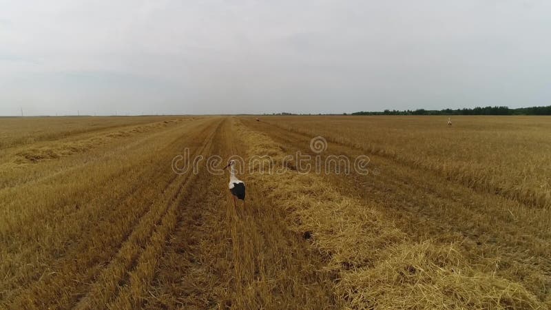 Aerial survey, harvester removes wheat
