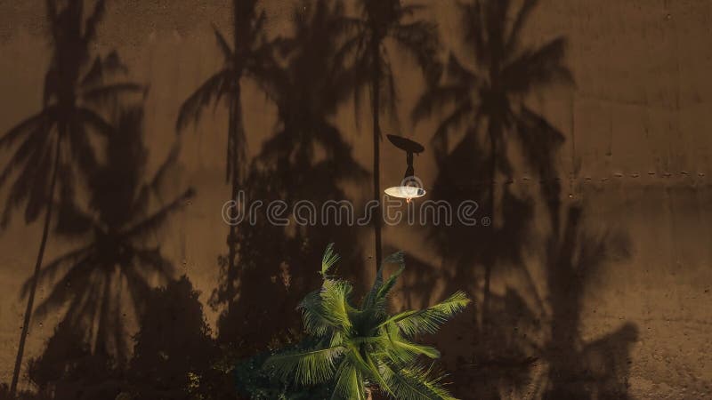 AERIAL, TOP DOWN: Unrecognizable surfer holding surfboard overhead while walking royalty free stock photography