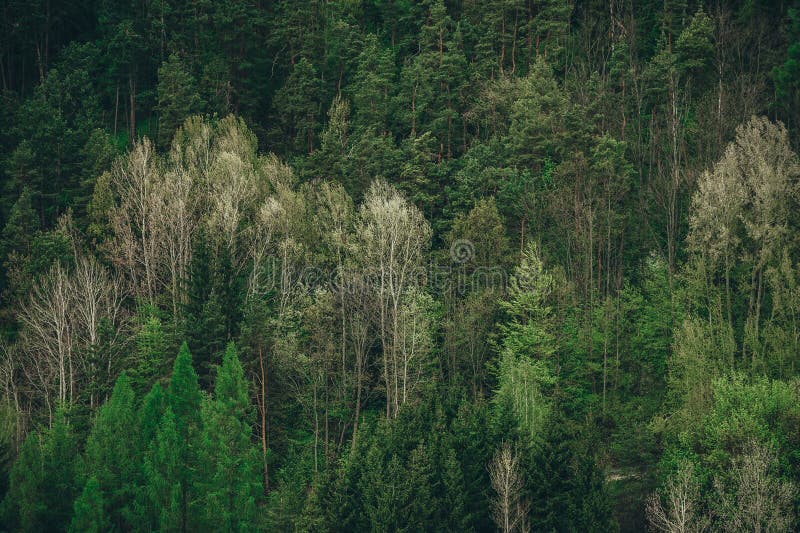 Aerial top down view to forest, trees in Slovakia