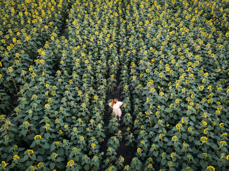 Aerial top down view of woman agronomist walking across blooming sunflower field.