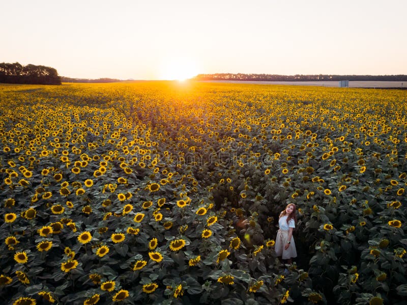 Aerial top down view of woman agronomist walking across blooming sunflower field.