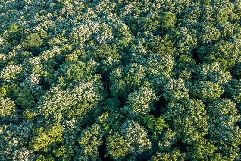 forest top view
