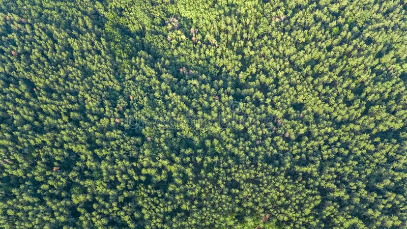Aerial top view of forest landscape from above, pine trees nature background stock photography Aerial top view of forest landscape from above, pine trees nature background stock photography