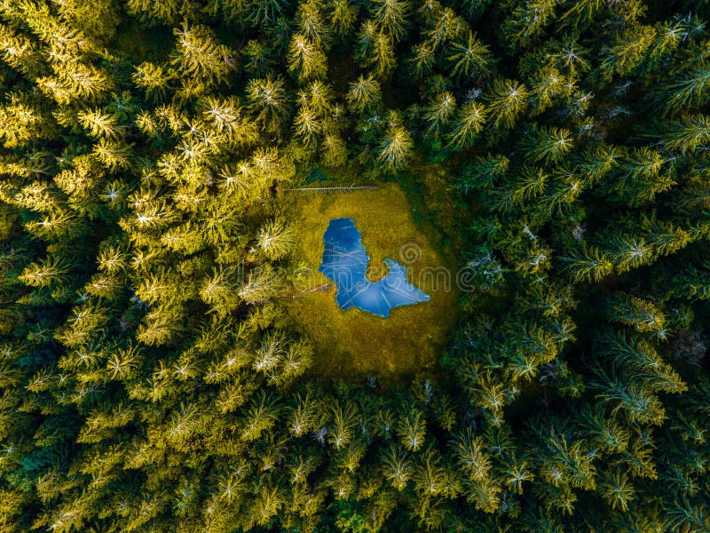 Letecký pohľad zhora na lesný strom. Ekosystém dažďového pralesa. Fotografovanie dronom. Jazero uprostred lesa. Slovensko.