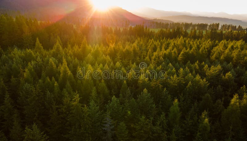 Aerial top view forest tree. Rainforest ecosystem. Drone photography. Slovakia. Sunset.