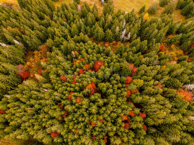 Letecký pohľad zhora na zahmlené lesné stromy v lese na Slovensku. Fotografovanie dronom. Ekosystém dažďového pralesa a zdravé životné prostredie konc
