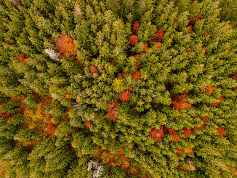 Aerial top view of  misty forest trees in forest in Slovakia. Drone photography. Rainforest ecosystem and healthy environment conc