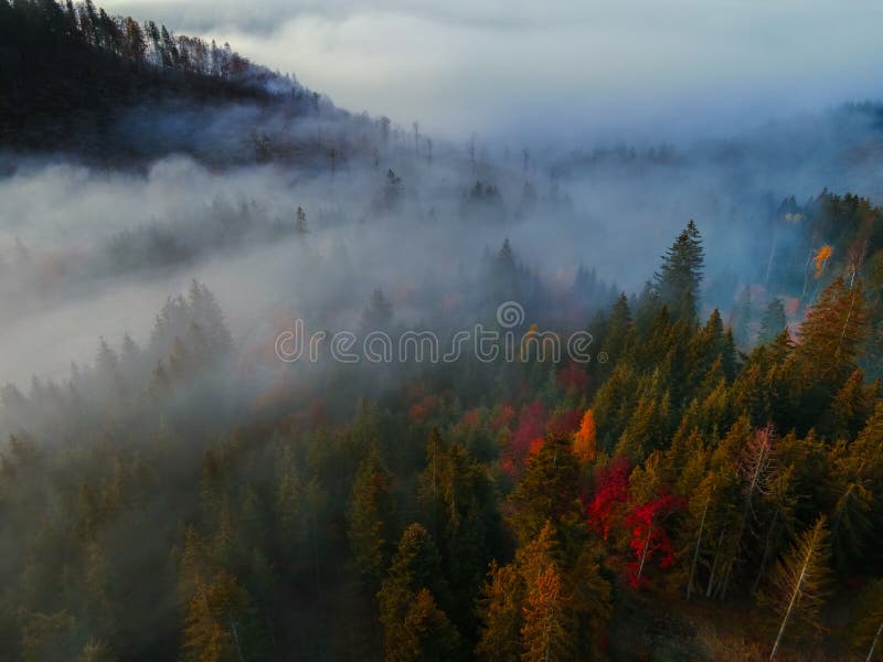 Aerial top view of  misty forest trees in forest in Slovakia. Drone photography. Rainforest ecosystem and healthy environment conc