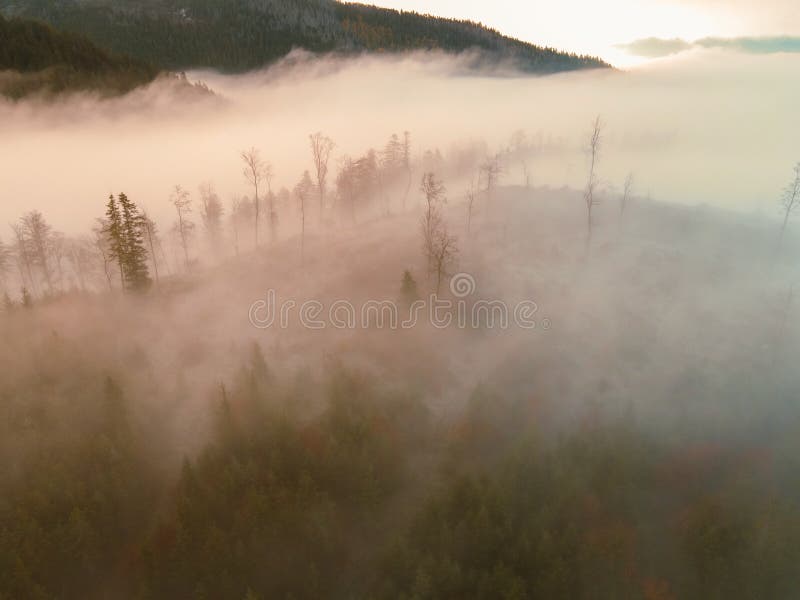 Letecký pohled shora na mlhavé lesní stromy v lese na Slovensku. Fotografování dronem. Ekosystém deštného pralesa a zdravé životní prostředí konc