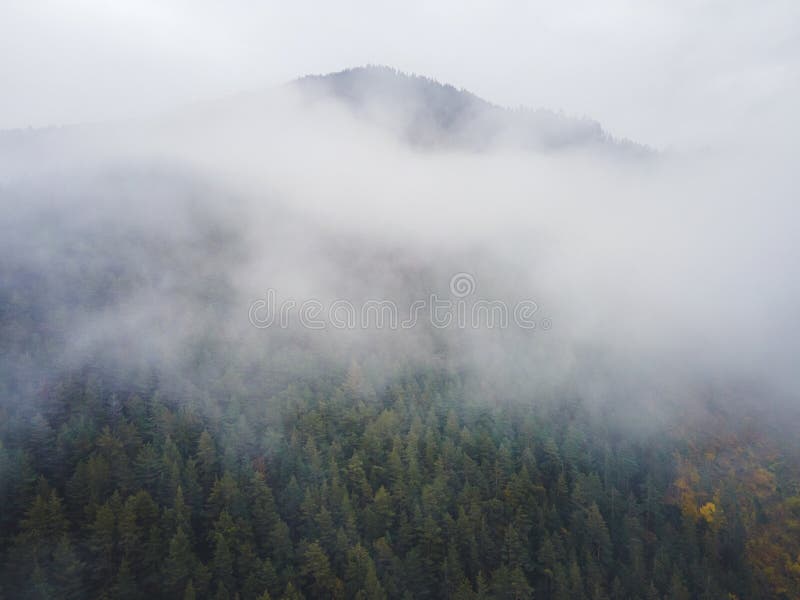Letecký pohľad zhora na zahmlené lesné stromy v lese na Slovensku. Fotografovanie dronom. Ekosystém dažďového pralesa a zdravé životné prostredie conce