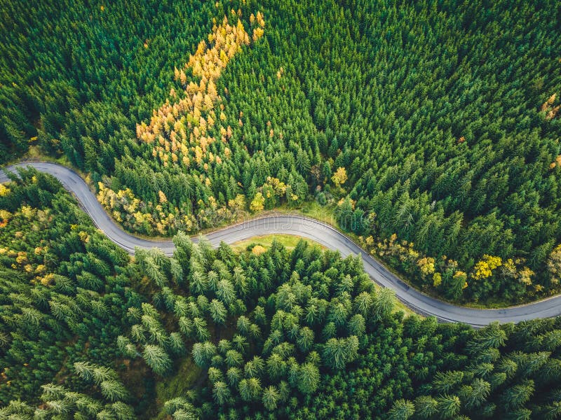 Letecký pohled shora na mlhavé lesní stromy v lese na Slovensku. Fotografování dronem. Ekosystém deštného pralesa a zdravé životní prostředí conce