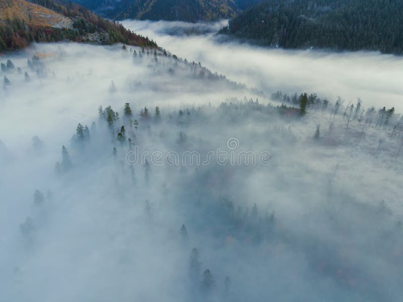 Letecký pohled shora na mlhavé lesní stromy v lese na Slovensku. Fotografování dronem. Ekosystém deštného pralesa a zdravé životní prostředí konc