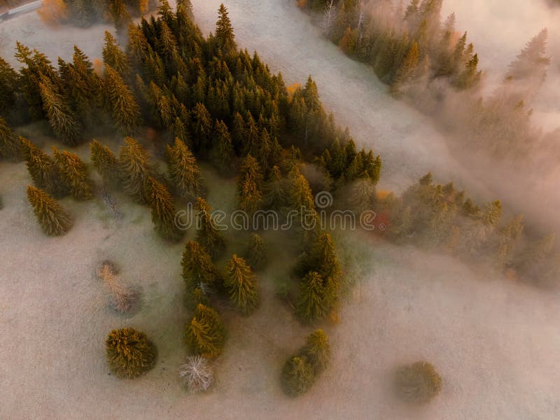 Letecký pohled shora na mlhavé lesní stromy v lese na Slovensku. Fotografování dronem. Ekosystém deštného pralesa a zdravé životní prostředí konc