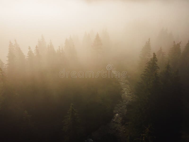 Letecký pohľad zhora na zelené stromy v lese na Slovensku. Fotografovanie dronom. Ekosystém dažďového pralesa a koncept zdravého životného prostredia.