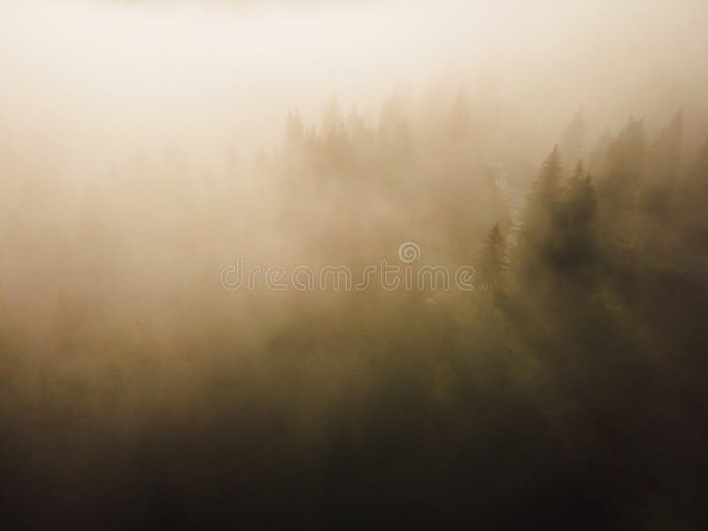 Letecký pohľad zhora na zelené stromy v lese na Slovensku. Fotografovanie dronom. Ekosystém dažďového pralesa a koncept zdravého životného prostredia.