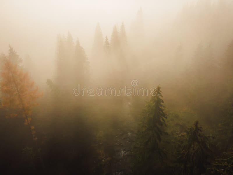 Letecký pohľad zhora na zelené stromy v lese na Slovensku. Fotografovanie dronom. Ekosystém dažďového pralesa a koncept zdravého životného prostredia.