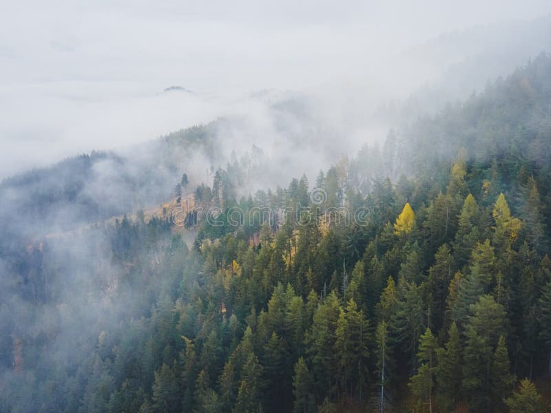 Letecký pohľad zhora na zahmlené lesné stromy v lese na Slovensku. Fotografovanie dronom. Ekosystém dažďového pralesa a zdravé životné prostredie conce