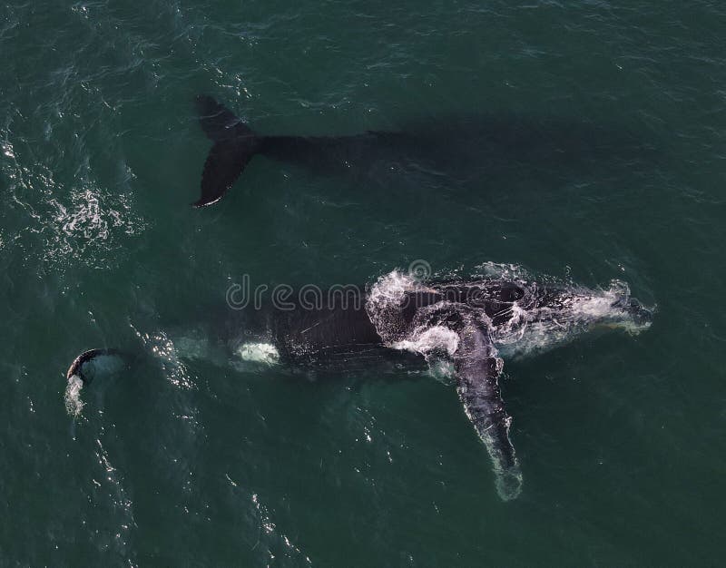 An aerial top view shot of whales swimming in the ocean in Mozambique