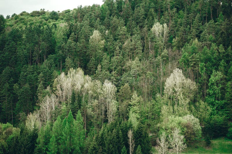 Aerial top view of structure of green trees in forest