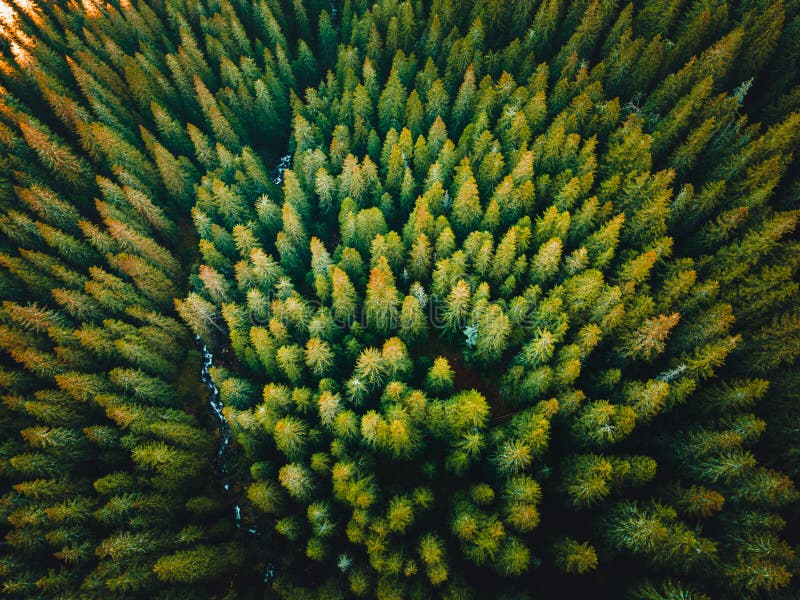 Letecký pohled shora na letní zelené stromy v lese na Slovensku. Fotografování dronem.