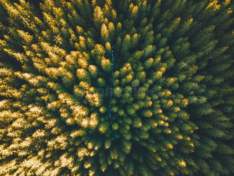 Letecký pohled shora na letní zelené stromy v lese na Slovensku. Fotografování dronem.